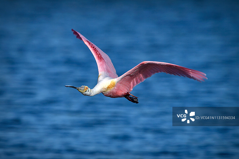 佛罗里达州萨尼贝尔岛丁达令国家野生动物保护区中的飞翔的琵鹭图片素材