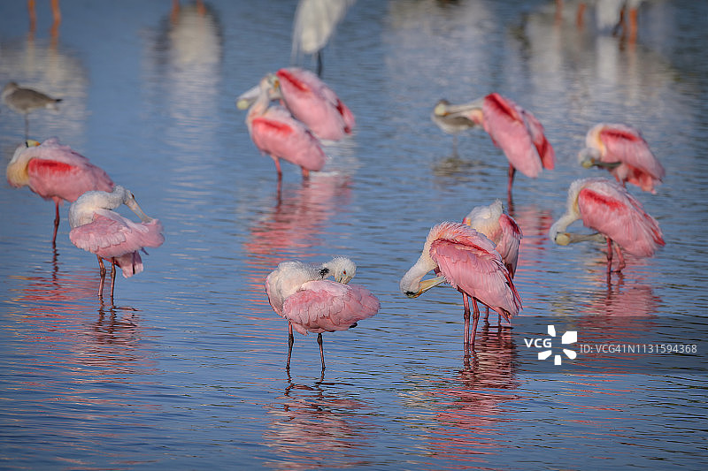 琵鹭群，J.N.“丁”达令国家野生动物保护区，佛罗里达州萨尼贝尔岛图片素材