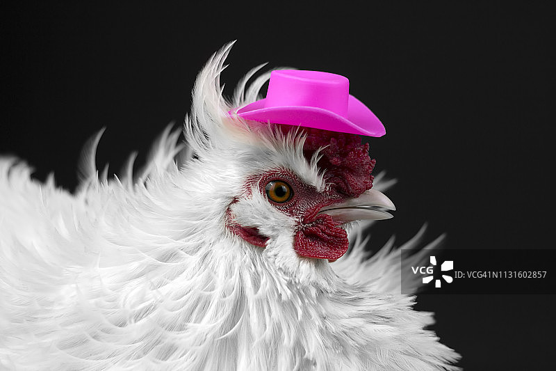戴帽子的母鸡图片素材