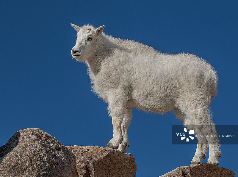 科罗拉多州埃文斯山上的小山羊图片素材