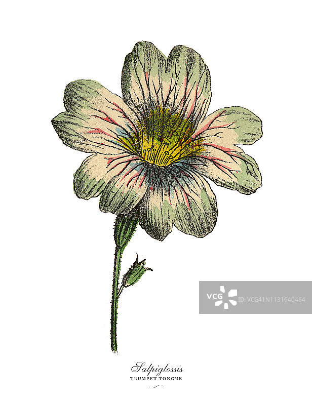 喇叭舌植物维多利亚植物图谱图片素材