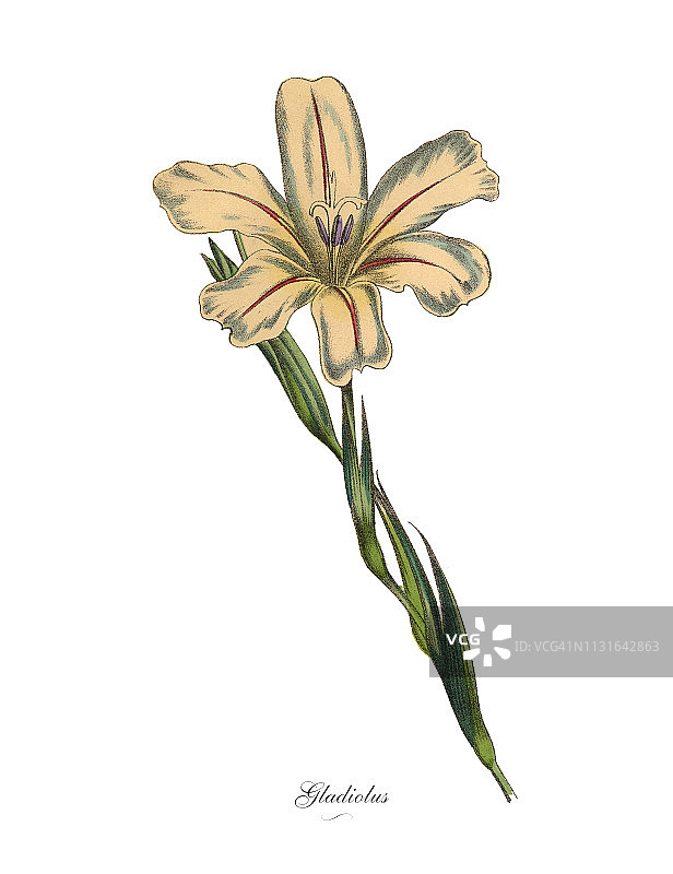 维多利亚植物图谱：唐菖蒲植物图片素材