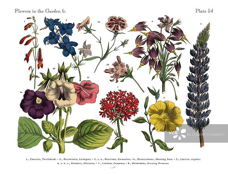 花园里的奇异花朵，维多利亚植物图谱图片素材
