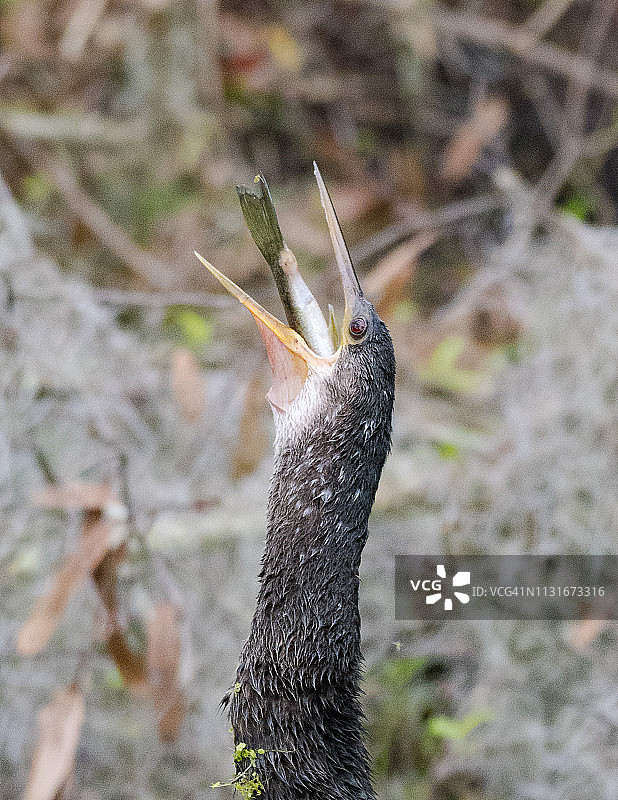 美洲蛇鹈吞食鱼图片素材