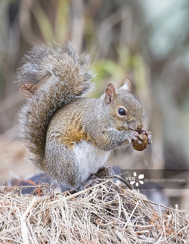 松鼠进食图片素材