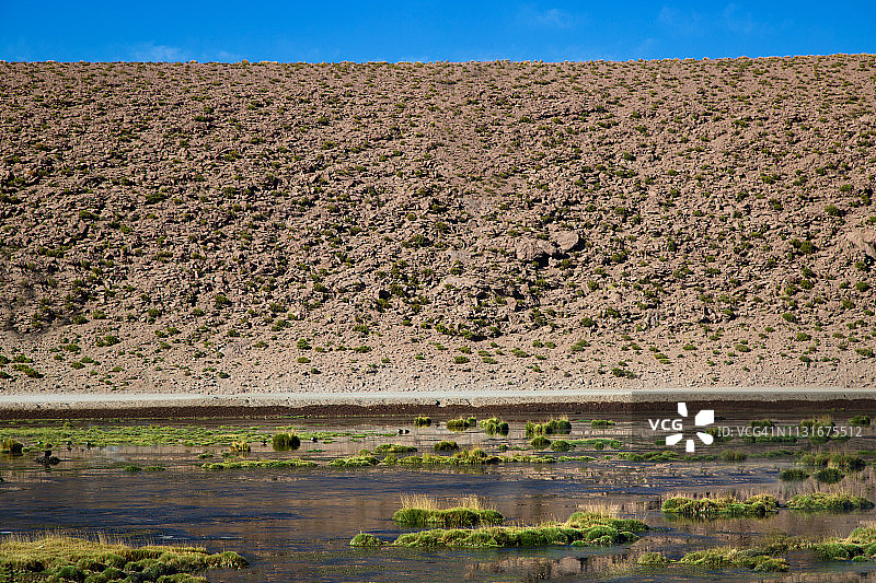 智利普塔纳河的湿草地图片素材