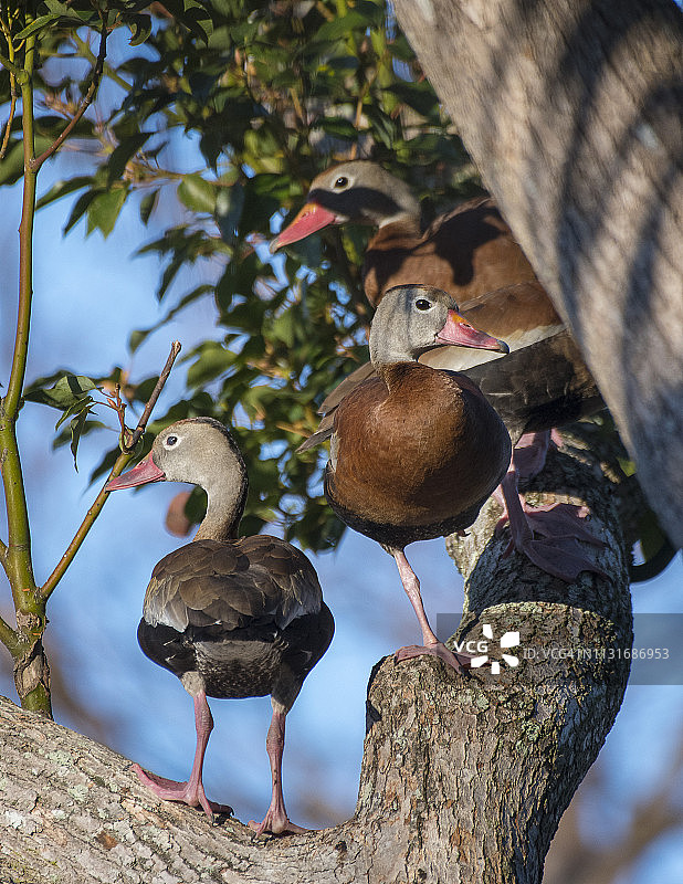 树上的三只黑腹树鸭图片素材