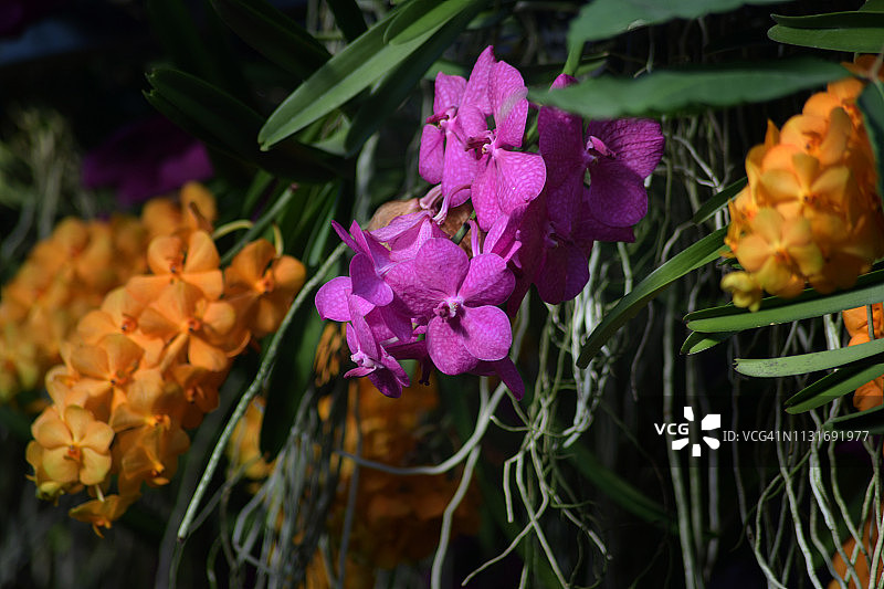 纹理丰富的果园和葡萄藤图片素材