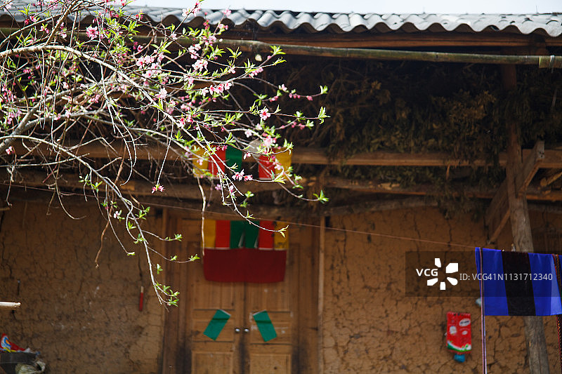 越南河江省春季美丽的樱花图片素材
