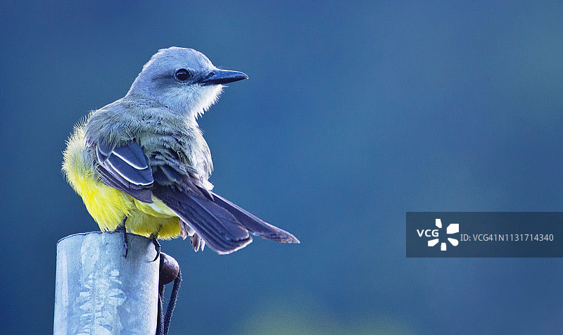 在晨光中摆姿势的小鸟图片素材