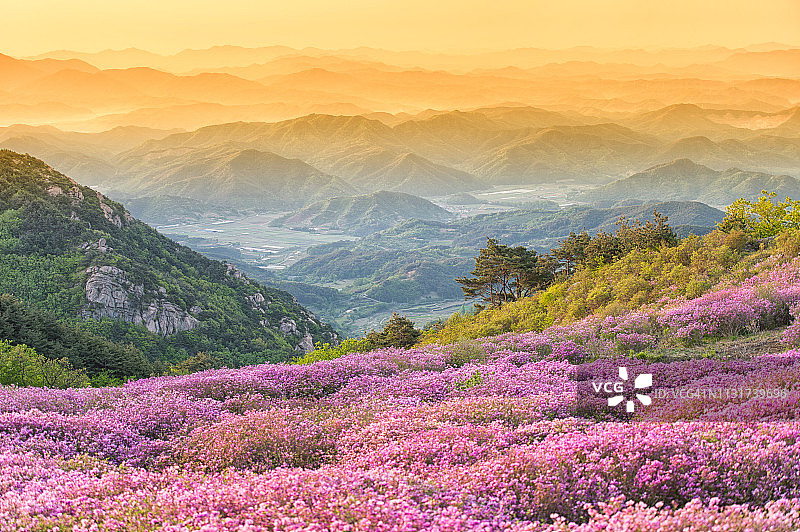 皇家杜鹃花田图片素材
