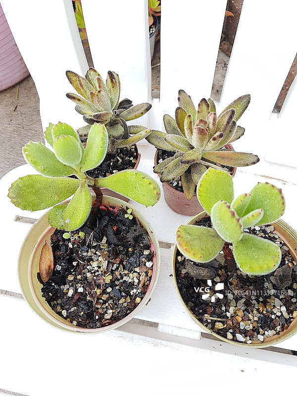 熊童子和绒毛掌图片素材