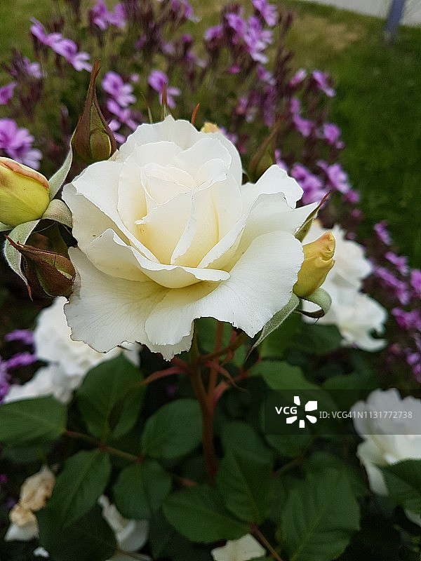 完全盛开的白色玫瑰图片素材