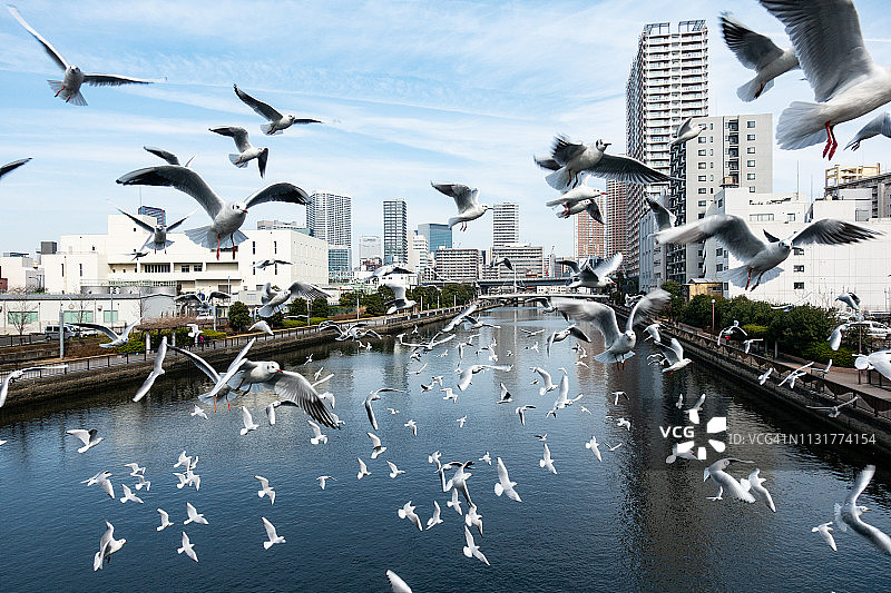 日本东京港区高滨运河上飞翔的海鸥图片素材