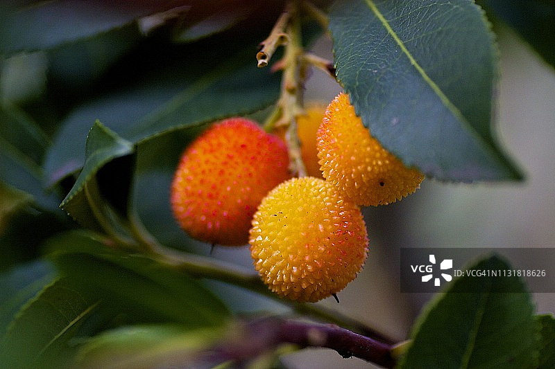 茅草屋图片素材