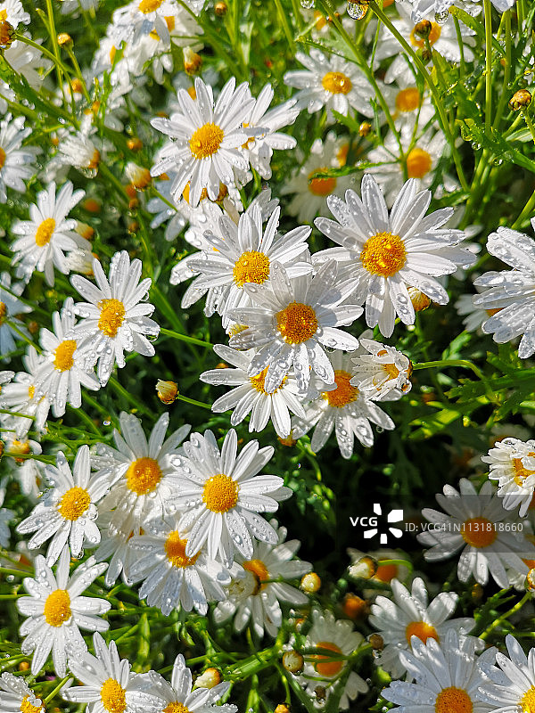 带水滴的雏菊花朵图片素材