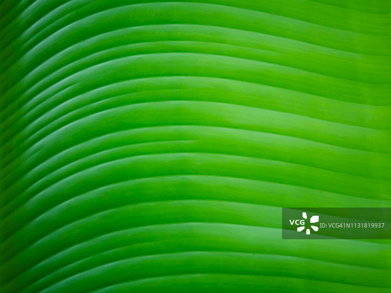 香蕉叶抽象背景图片素材