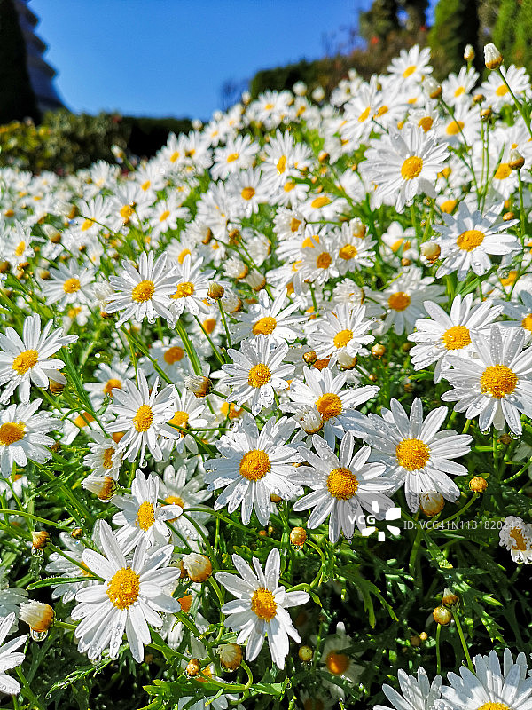 带水滴的雏菊花朵图片素材
