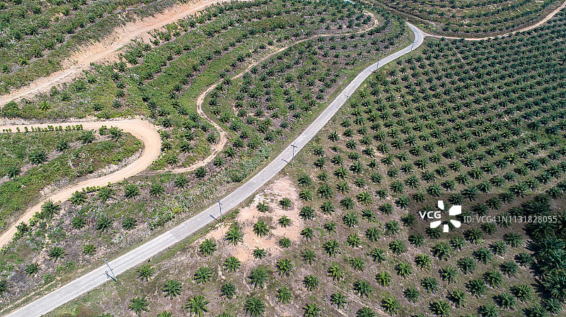 棕榈园航拍图片素材
