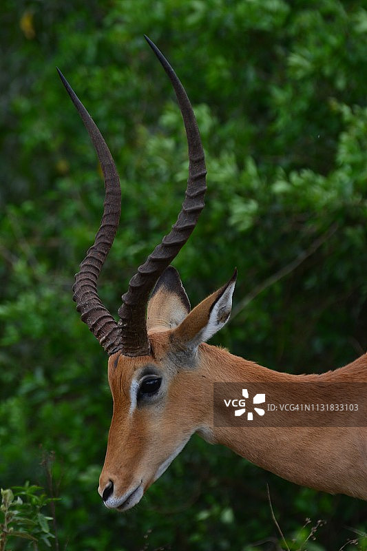 黑斑羚肖像图片素材
