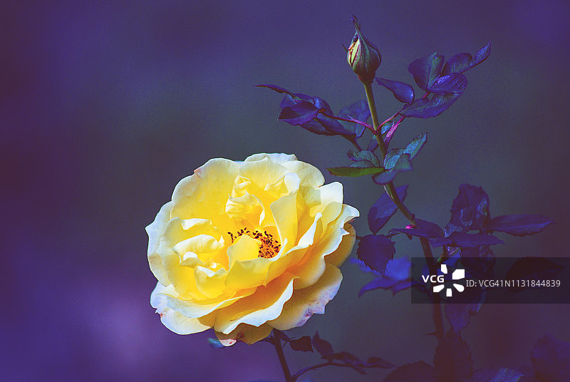 户外盛开的黄色玫瑰图片素材