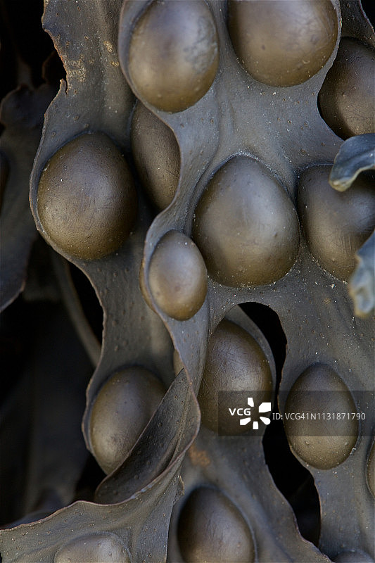 墨角藻海藻微距摄影图片素材