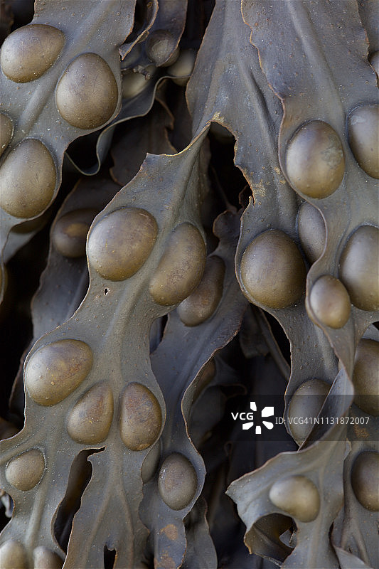 墨角藻海藻微距摄影图片素材