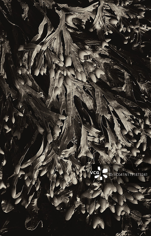 墨角藻海藻微距摄影图片素材