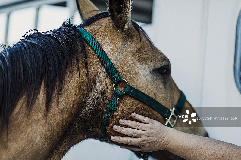 安静的马享受女人爱抚脸颊图片素材