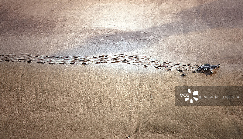 日落时分在海滩上行走的棱皮龟幼龟图片素材