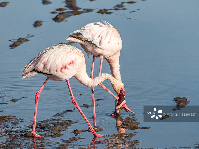 两只粉红色的火烈鸟在非洲湖泊的黎明时分寻找鱼类和软体动物图片素材
