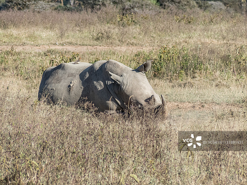 阳光明媚的稀树草原上休息的犀牛图片素材