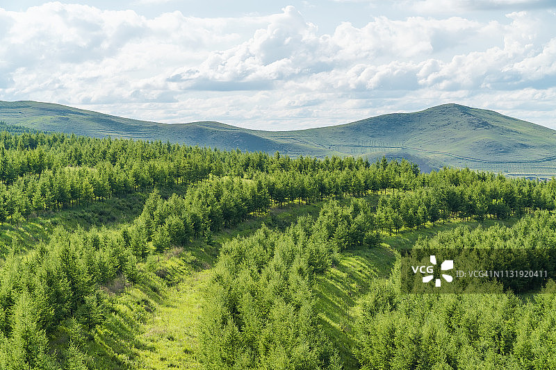 多云天空下的树木图片素材