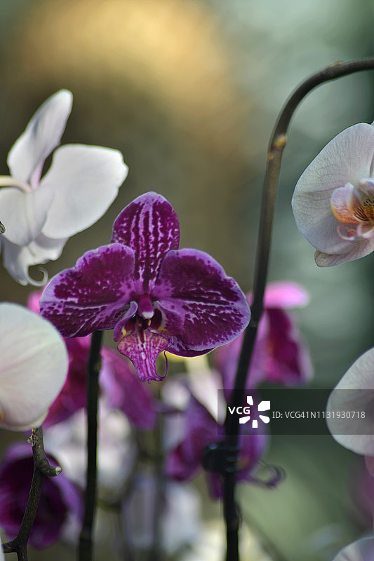 纹理丰富的果园和葡萄藤图片素材