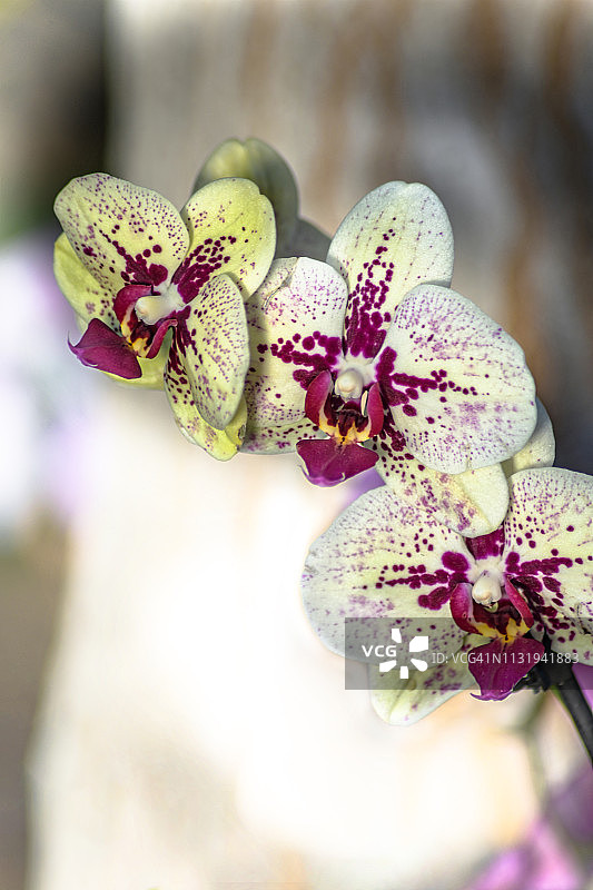 纹理丰富的果园和葡萄藤图片素材