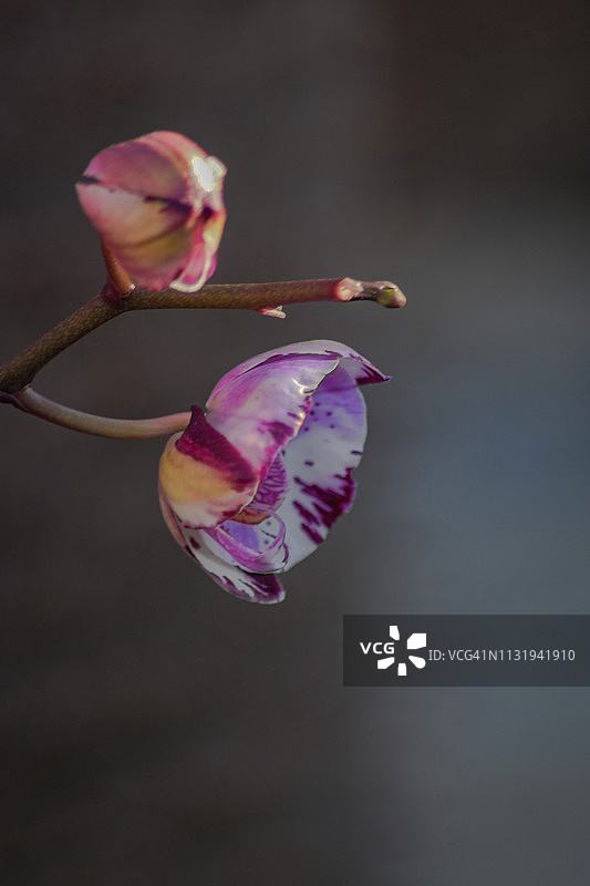 纹理丰富的果园和葡萄藤图片素材