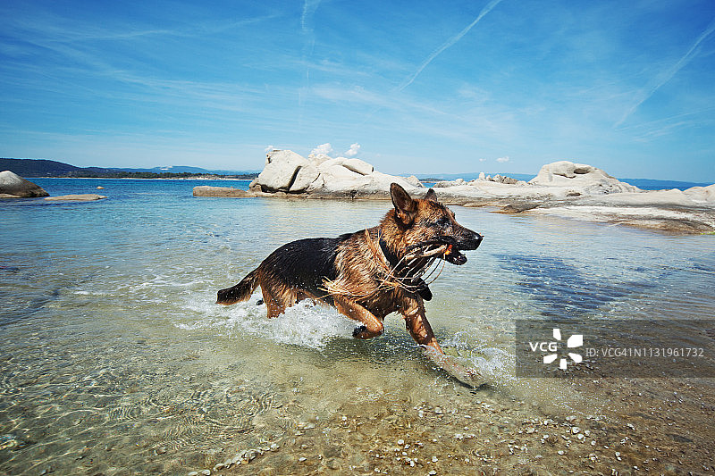 在海滩上玩耍的狗图片素材