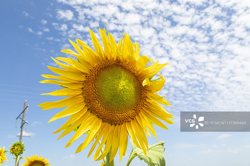大型黄色向日葵图片素材