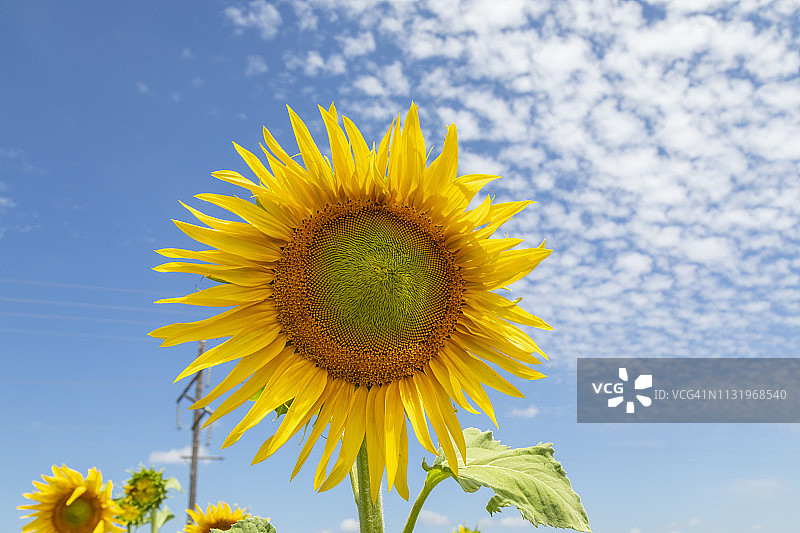 大型黄色向日葵图片素材