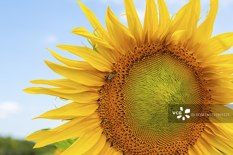 特写的大朵黄色向日葵图片素材