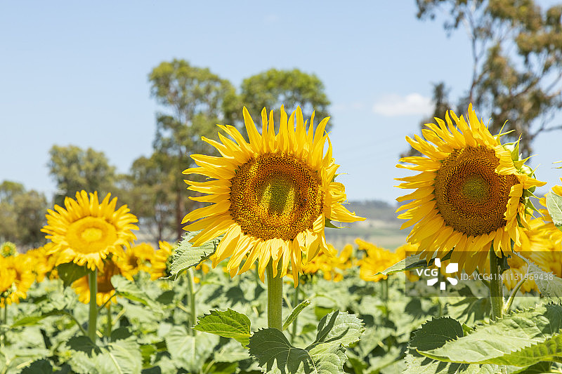 大型黄色向日葵图片素材
