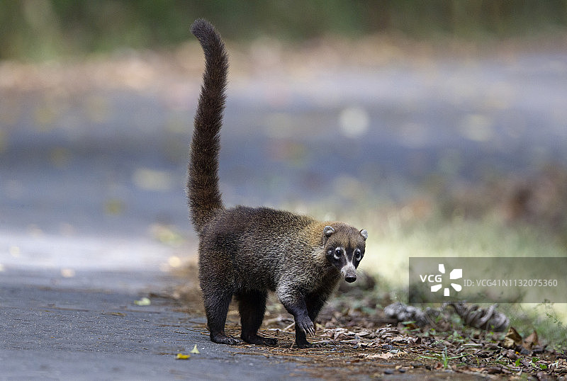 白鼻浣熊图片素材