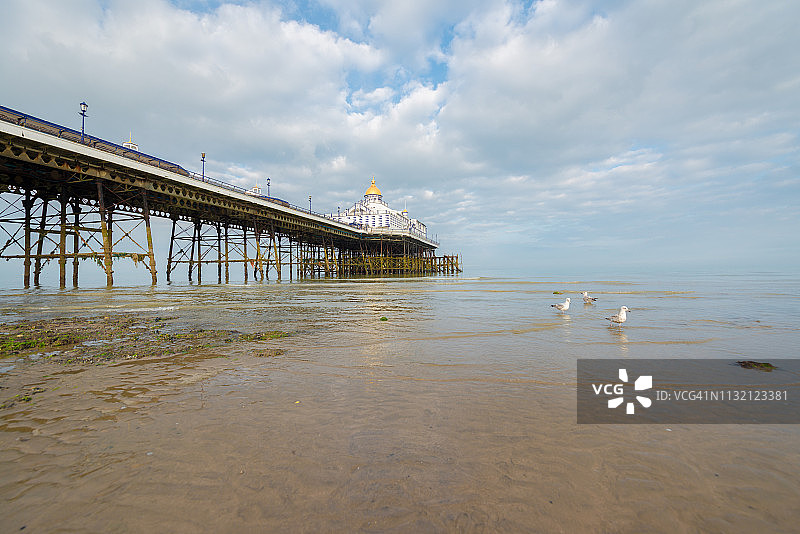 英国东萨塞克斯郡伊斯特本，退潮时海滩和码头上的海鸥图片素材