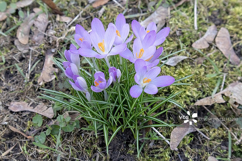 2019年2月春天草甸上的番红花图片素材