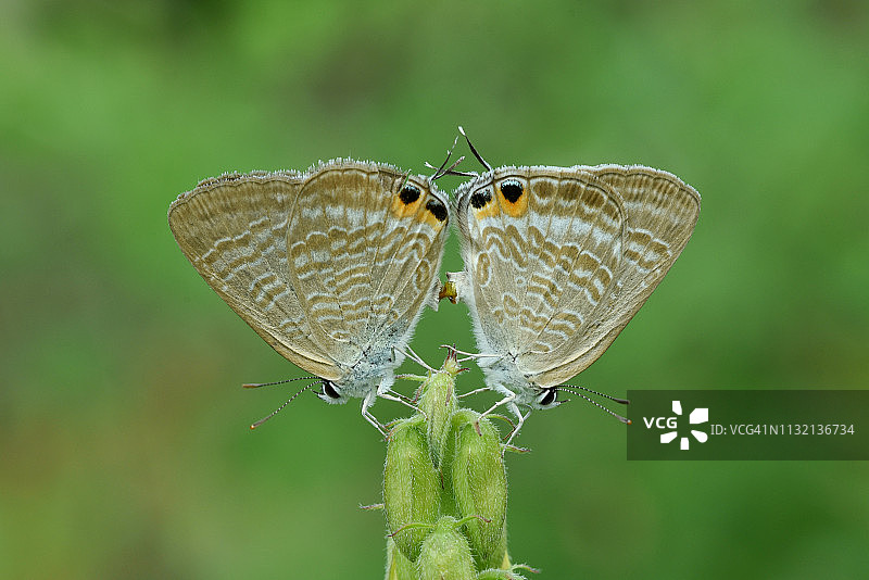 印度尼西亚植物上的两只蝴蝶图片素材