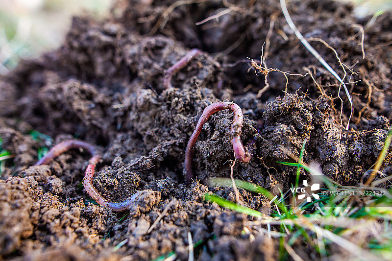 园艺：蚯蚓图片素材