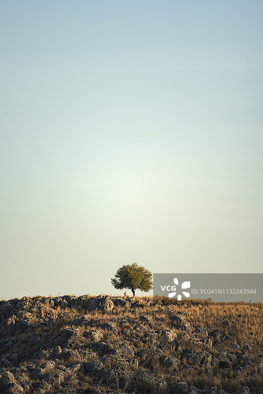 希腊纳夫普利奥山上的树图片素材
