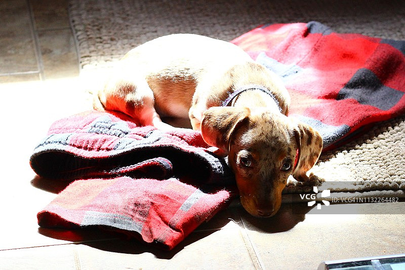 爱丽丝腊肠犬图片素材