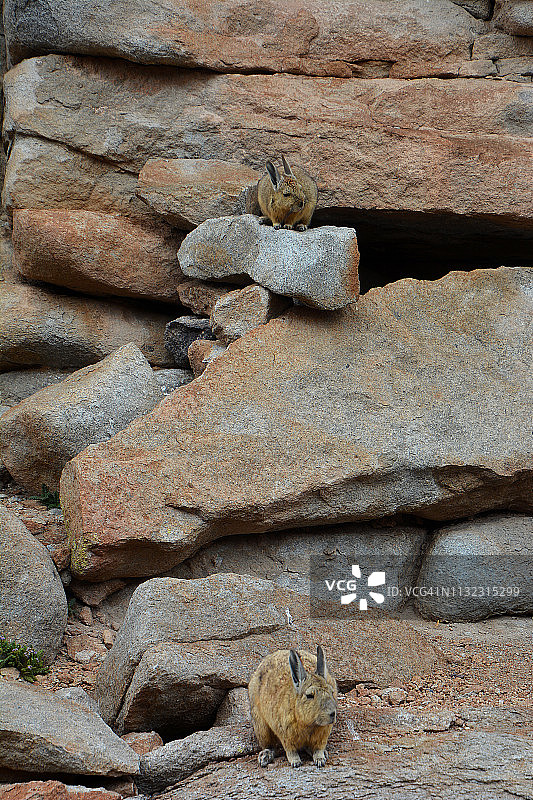 玻利维亚南利佩兹的 vizcachas 动物图片素材