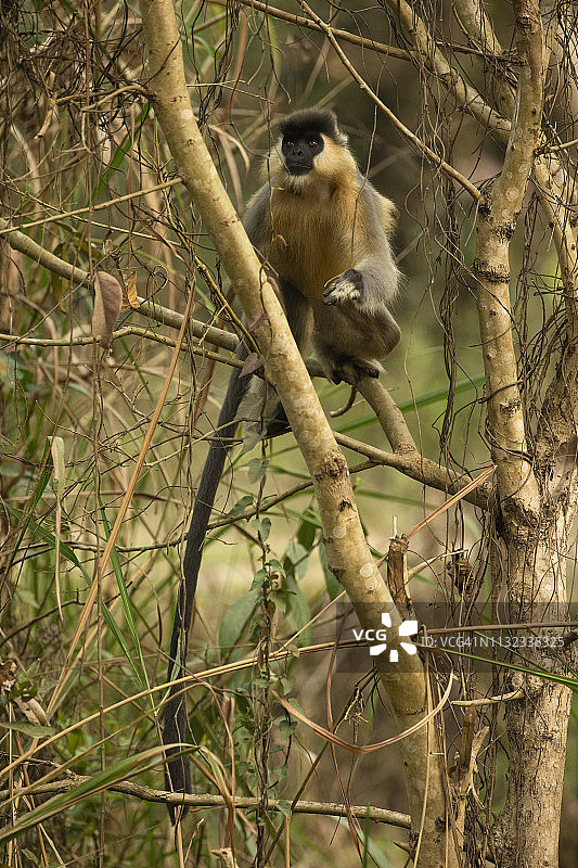 白腹帽叶猴图片素材